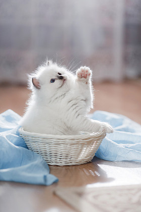 布娃娃蓝点小猫图片