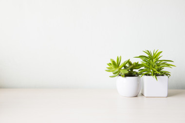 室内植物在木桌和白色的墙上图片