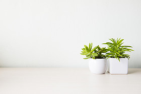 室内植物在木桌和白色的墙上图片