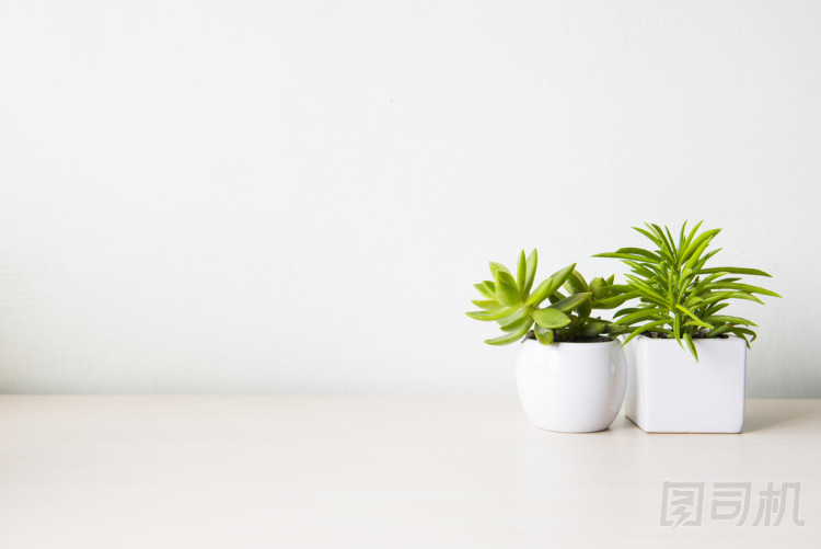 室內(nèi)植物在木桌和白色的墻上圖片