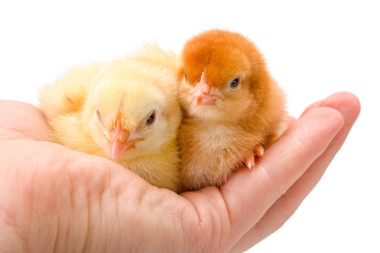 兩個(gè)新生兒雞坐在人的手照片