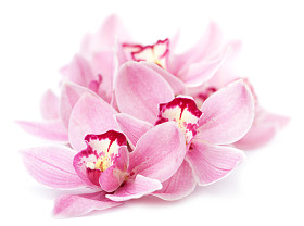 粉色的兰花花隔离