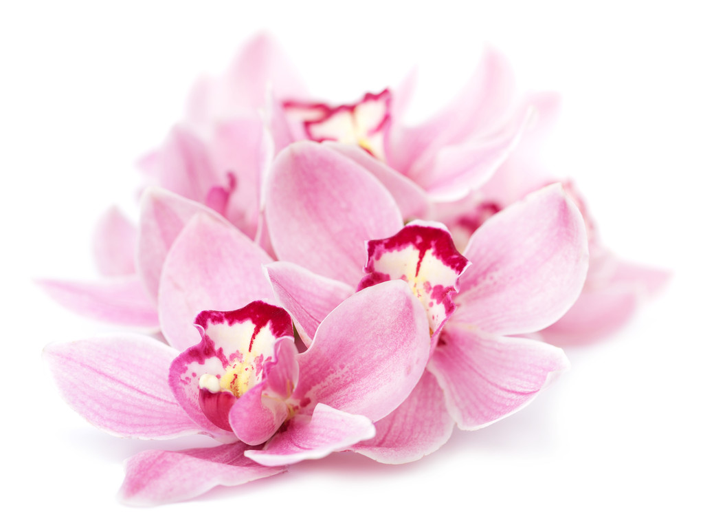 粉色的兰花花隔离