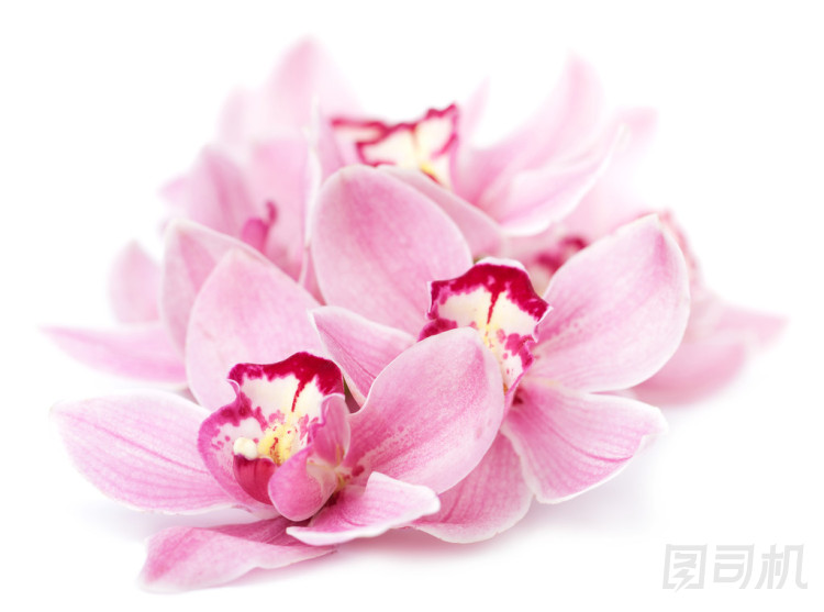 粉色的蘭花花隔離