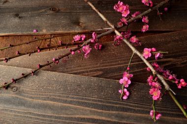 在黑色的木野猪 ume (日本杏) 红花