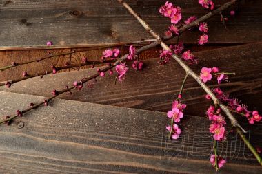 在黑色的木野豬 ume (日本杏) 紅花
