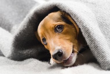 可愛的小獵犬小狗的毯子上