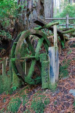 青苔水車輪在森林
