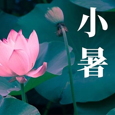 二十四节气之小暑摄影图荷花绿色大气公众号次图