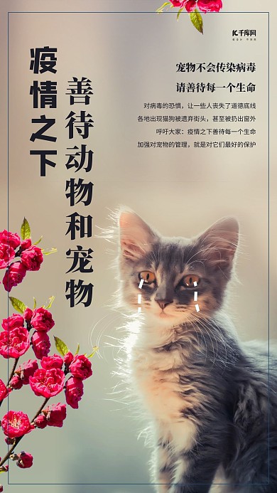 善待动物猫棕色摄影海报
