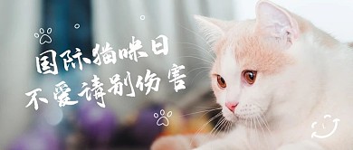 国际猫咪日萌萌猫咪白色摄影风公众号首图