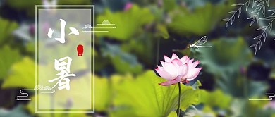 小暑荷花绿色摄影图公众号首图