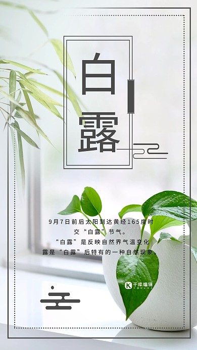 简约实物植物白露节气宣传海报