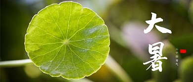 小暑绿植绿色简约公众号首图