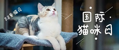 国际猫咪日宠物猫蓝色摄影风公众号首图