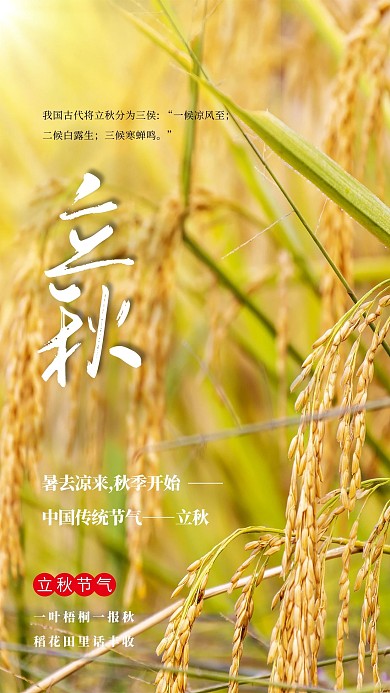 立秋稻子金黄简约海报
