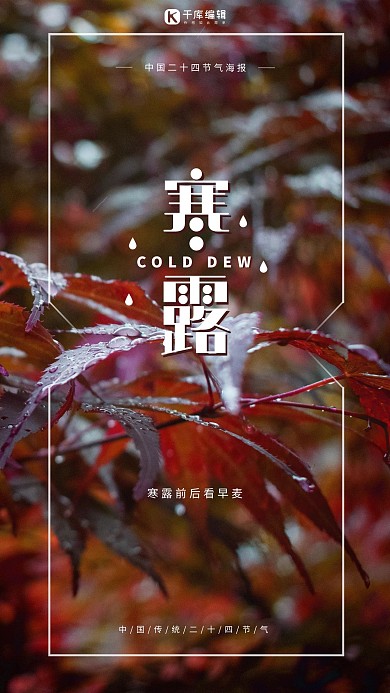 寒露节气枫叶红色简约海报