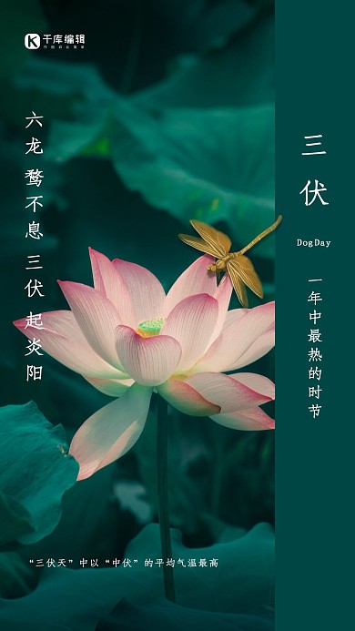 三伏天中以中伏三伏荷花场景海报
