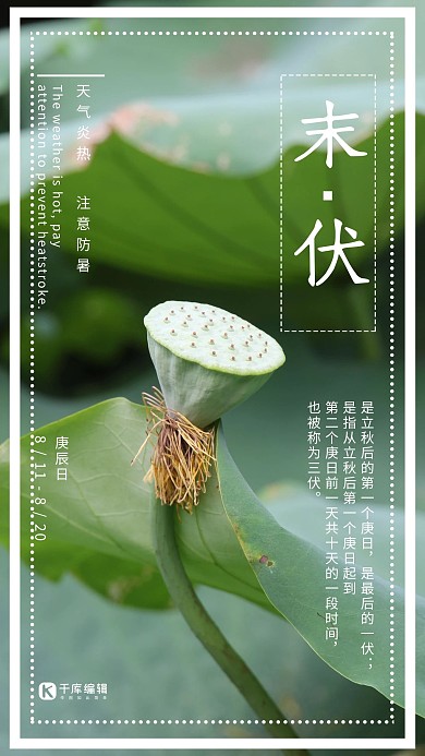简约大气荷花莲蓬末伏宣传海报