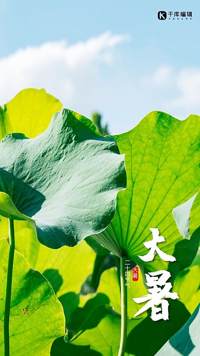 二十四节气大暑荷叶绿色摄影图海报