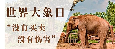 世界大象日大象棕色简约公众号首图