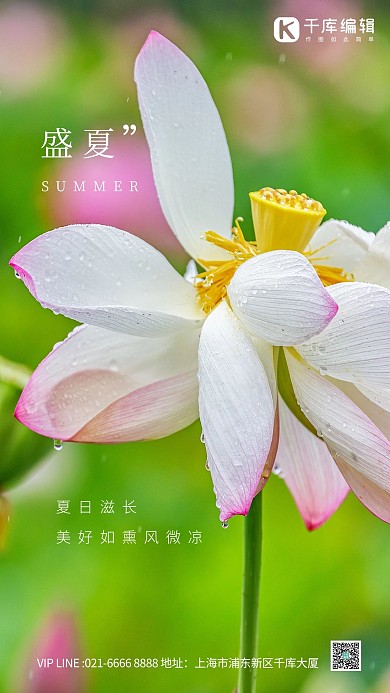 夏天你好荷花绿色摄影图海报