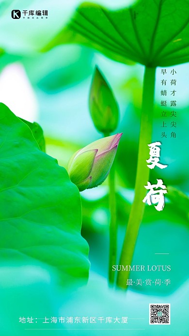 夏天夏季荷花绿色摄影图海报