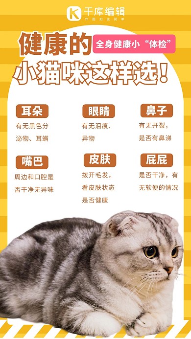 宠物攻略健康猫咪选择黄色可爱手机海报