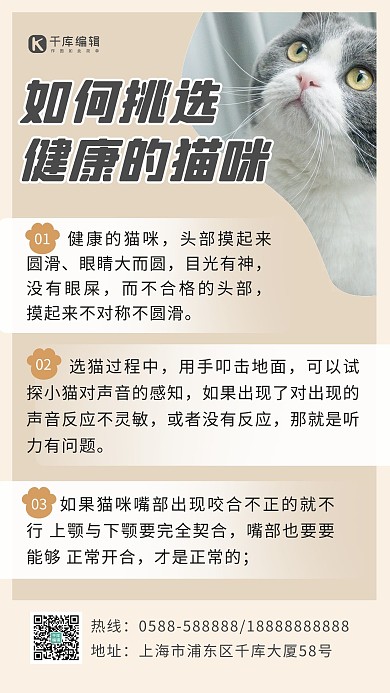 宠物攻略猫咪棕色简约 可爱海报