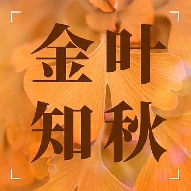 金叶知秋银杏叶黄色简约公众号首图