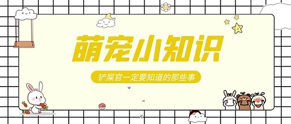 萌宠小知识动物黄色方格卡通公众号首图