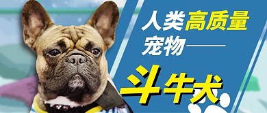 人类高质量宠物蓝色现代公众号首图