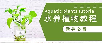 水养植物教程绿植绿色简约公众号首图