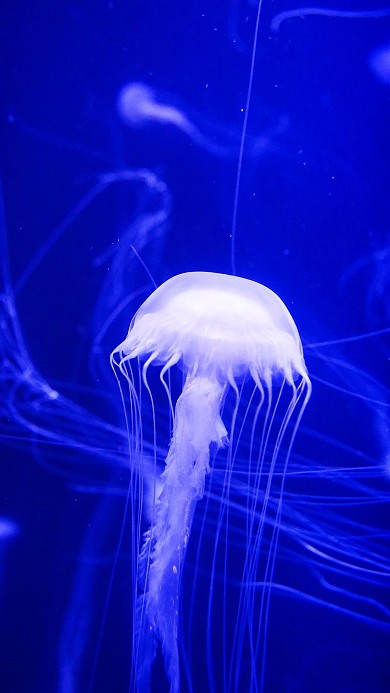 克莱因蓝水母蓝色极简约海洋生物