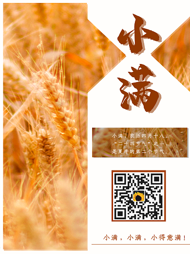 二十四节气之小满麦穗海报