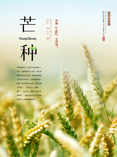 传统二十四节气芒种节气海报