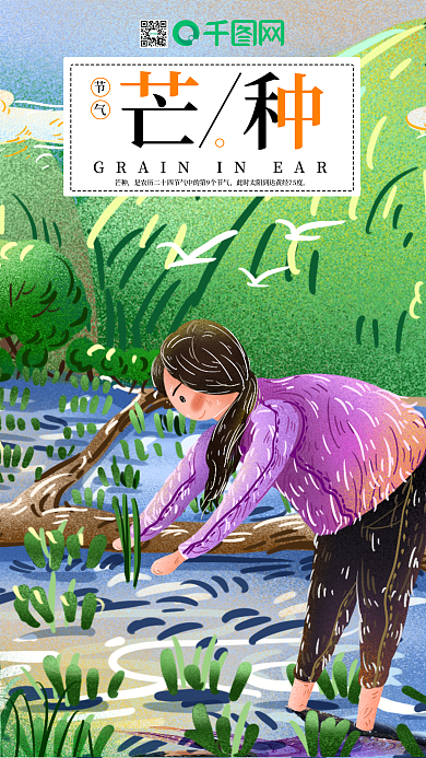 芒种节气之农忙稻田插秧辛勤劳作的女子