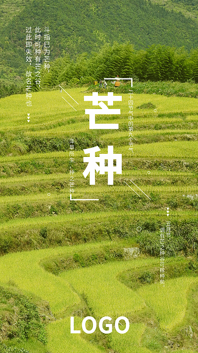 芒种稻田手机海报