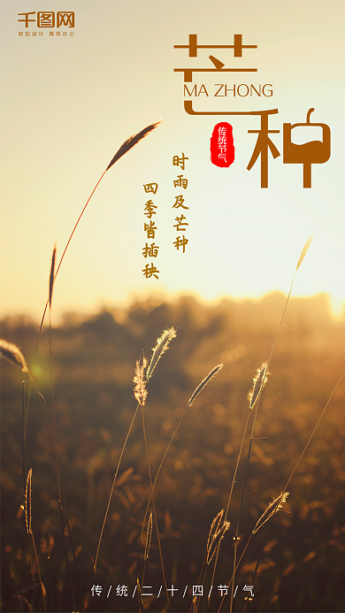 芒种二十四节气简约麦穗小清新手机配图