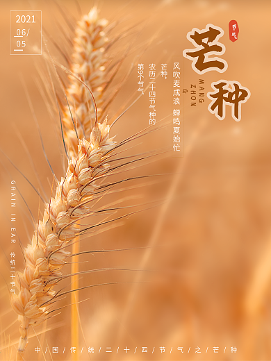 手绘插画传统二十四节气芒种节气海报