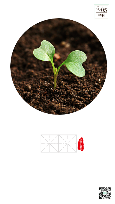 小清新芒种二十四节气宣传海报