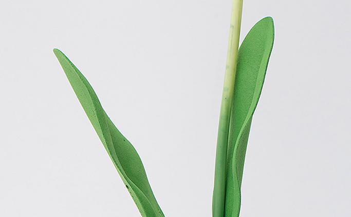 淺綠雜志風(fēng)立夏通用PPT模板