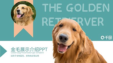 蓝色宠物金毛展示介绍ppt模板
