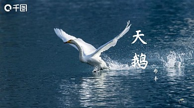 简约大气天鹅有内容语文教学PPT课件