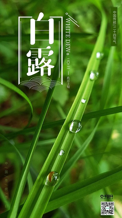 白露节气手机海报设计