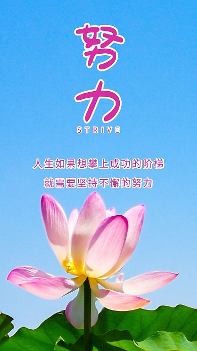 努力荷花荷叶蓝天