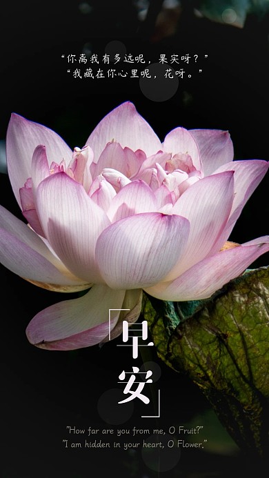 早安日签粉色荷花清新手机壁纸心情背景素材