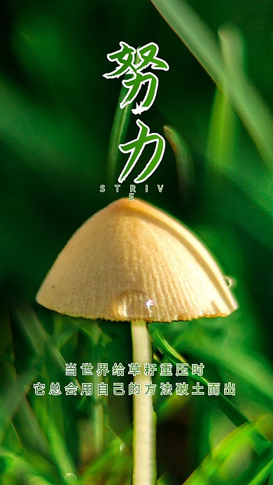 小蘑菇绿色植物叶子草丛