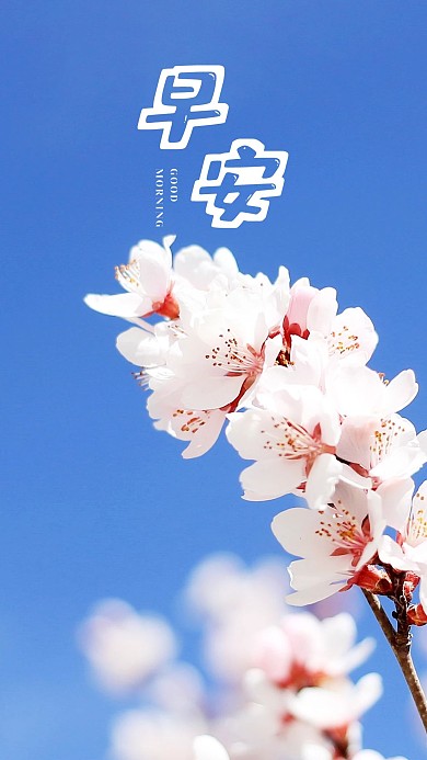 手机海报花儿美丽蓝天花