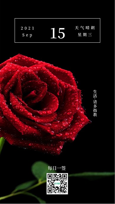 简约清新玫瑰花问候日签